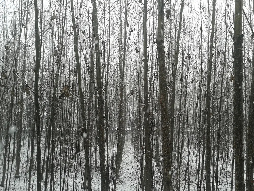 Bare poplar trees standing in fresh snow during a snowfall in Srinagar