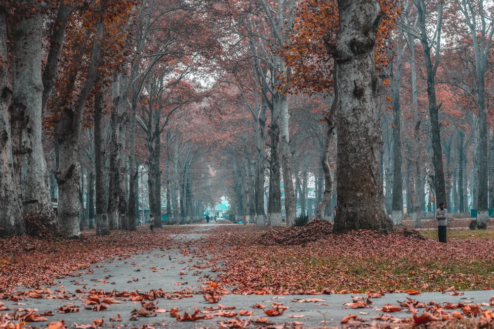 Avenue of chinar trees with rust-orange leaves and a carpet of fallen leaves at Naseem Bagh, Kashmir University, Srinagar