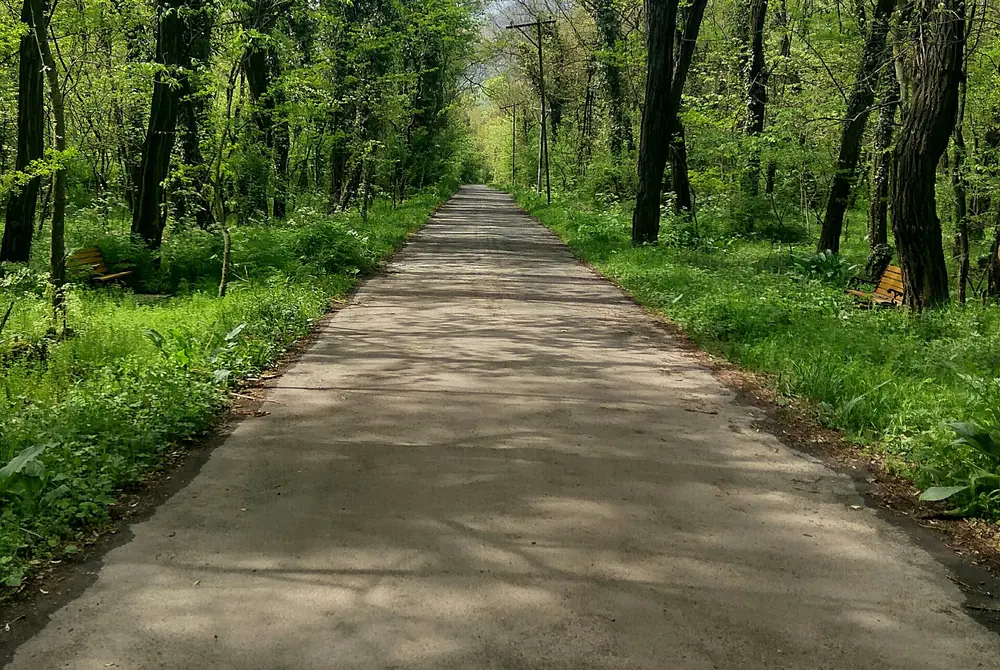 Forest trail and trees inside Dachigam National Park near Srinagar, Kashmir