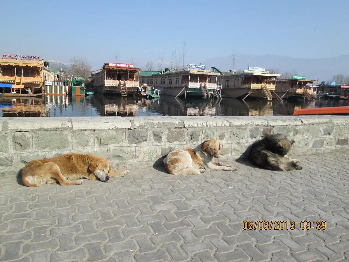 Road along Dal Lake Boulevard in Srinagar, Jammu and Kashmir