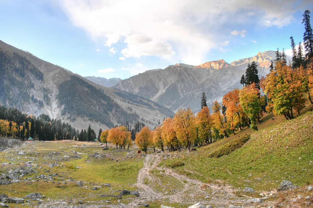 Sonamarg valley in October with yellow and orange autumn trees, pine forest and grey mountains