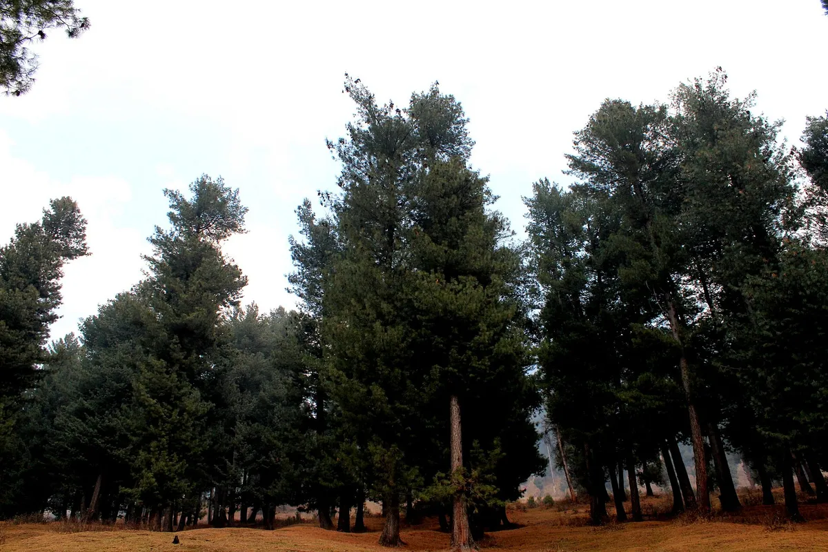 Tall blue pine trees standing on a grassy slope in the Pahalgam valley