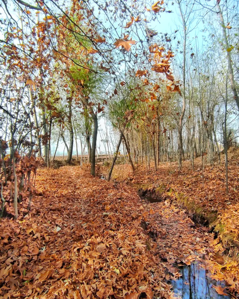 A path covered in fallen orange chinar leaves under bare trees in Kashmir in late November