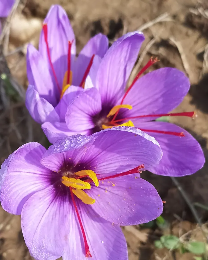 Purple saffron flowers blooming in a raised bed on the karewa uplands at Pampore near Srinagar