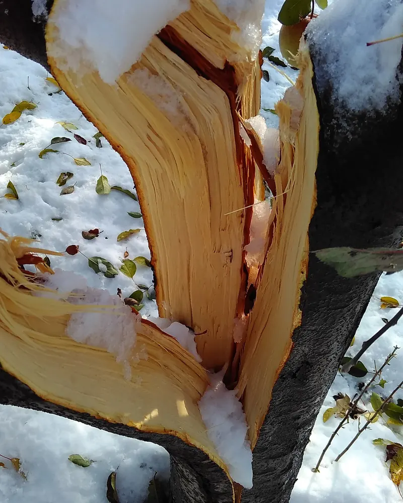 An apple tree branch split by heavy snow in Tral, south Kashmir, on 8 November 2019