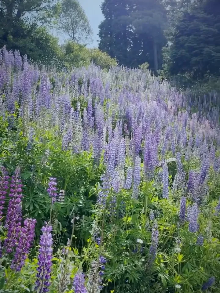 A hillside of tall purple and pink lupin flowers in Gulmarg in July