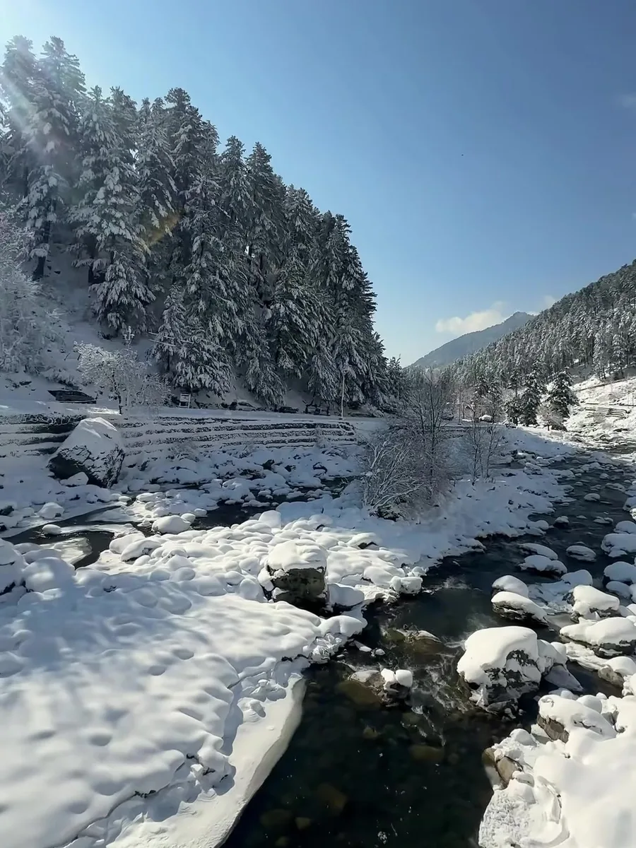 Snow-laden pine trees above a half-frozen stream in Kashmir on a clear winter day