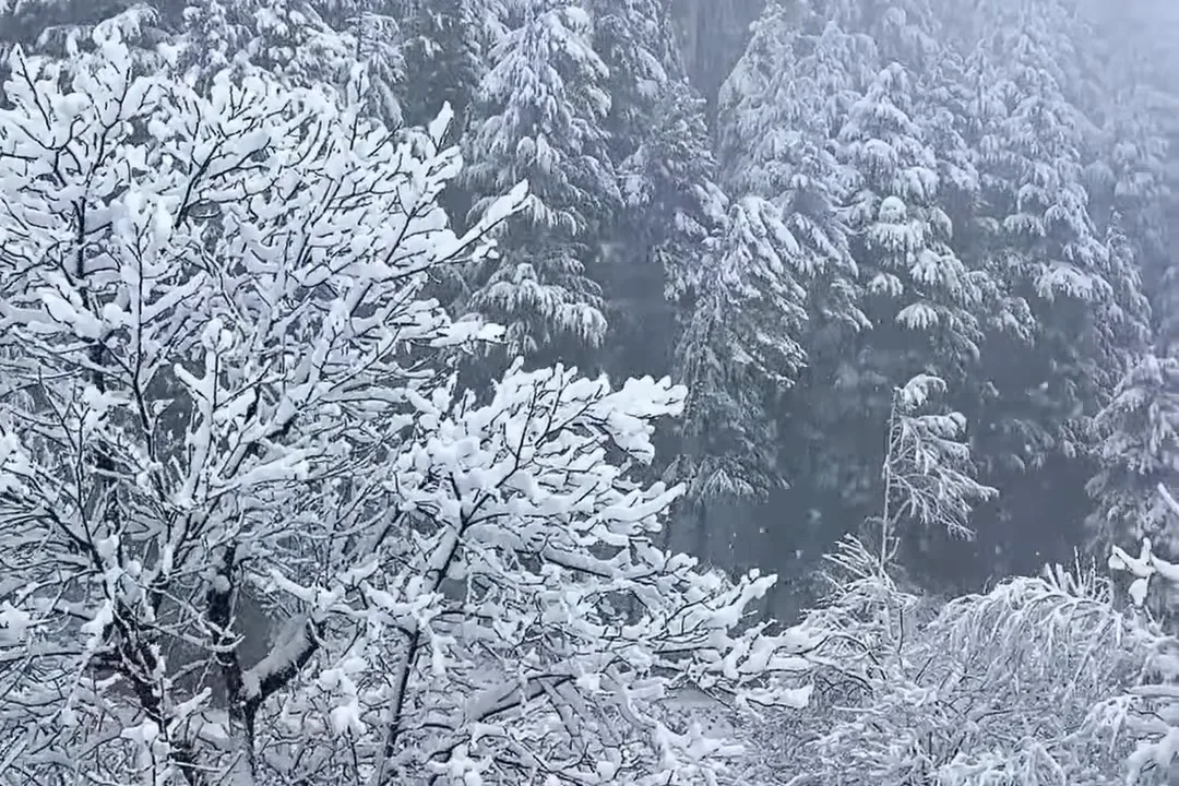 Snow-laden trees and a white forested slope during a January snowfall in Pahalgam