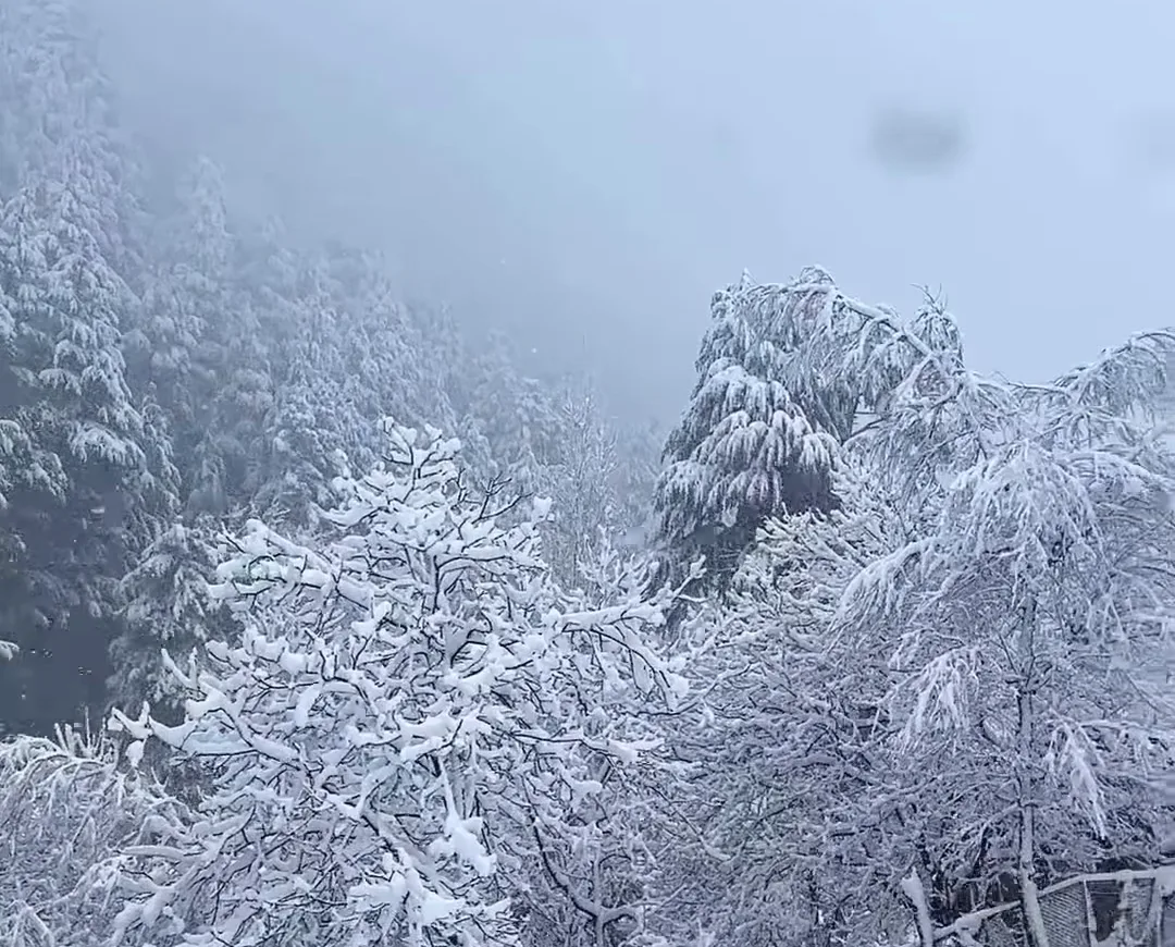 Snow-covered trees on a misty hillside in Pahalgam with falling snow in January