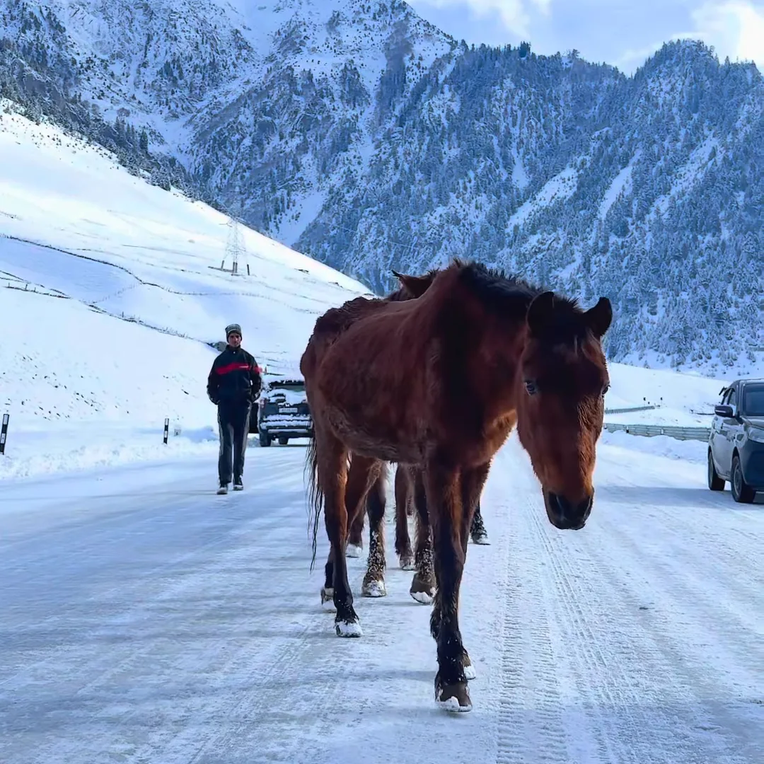 A brown horse walking down an icy road in Kashmir with snow-covered mountains and pine forest behind