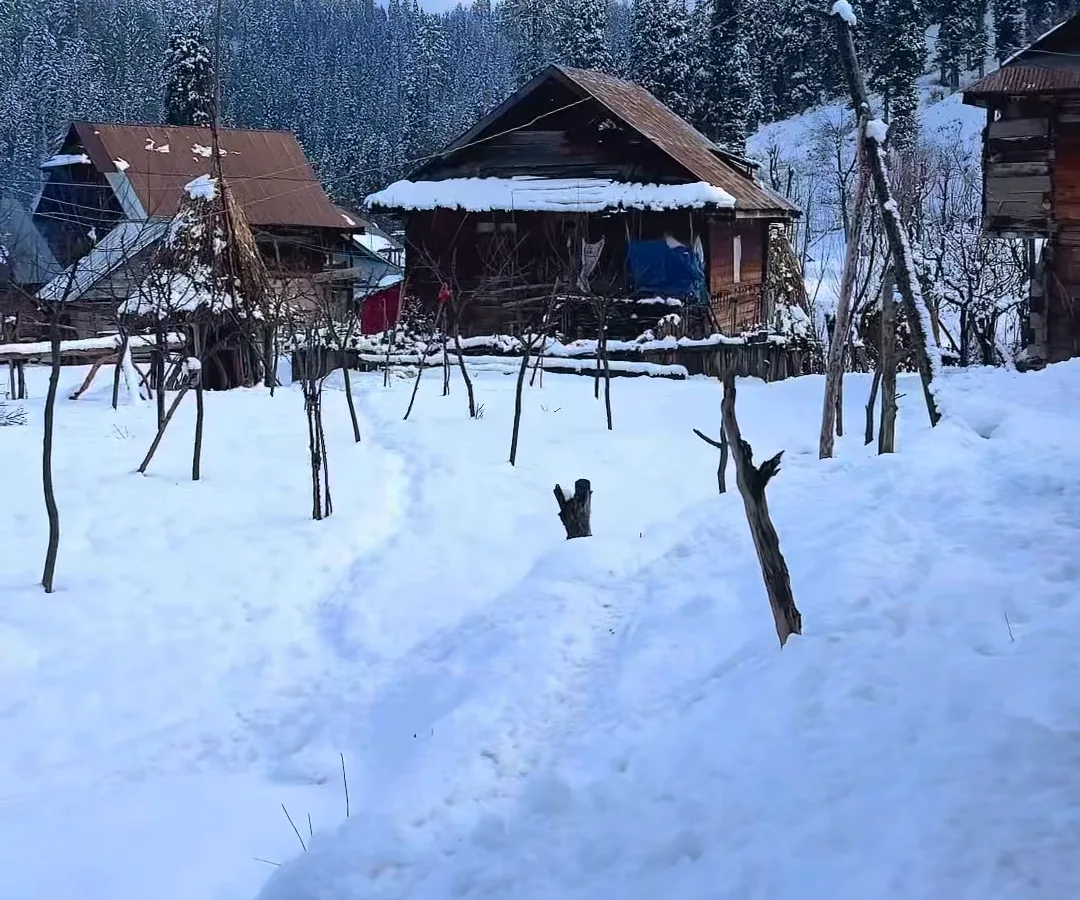 Wooden village houses in deep snow with pine trees behind, in Kashmir in winter