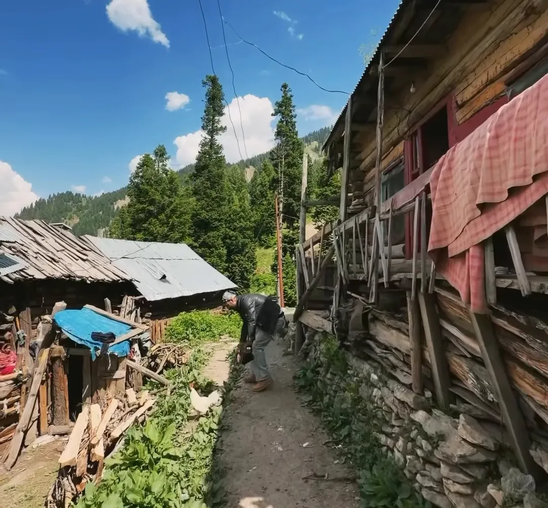 A narrow dirt lane between old log houses with green vegetable patches in Wazirthal village, Gurez