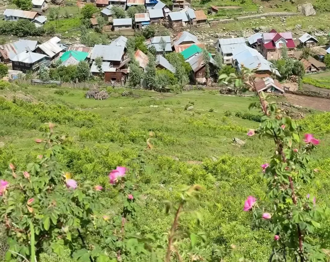 Looking down from Khandiyal Top onto a Gurez village of coloured tin roofs, with wild roses in the foreground