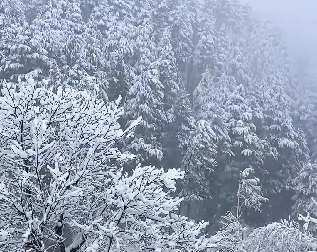 Trees and a pine forest heavy with fresh snow in Kashmir in January