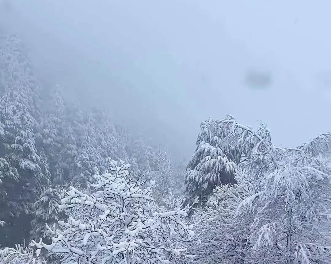 Snow falling on a thick pine forest on a Kashmir hillside under a grey winter sky