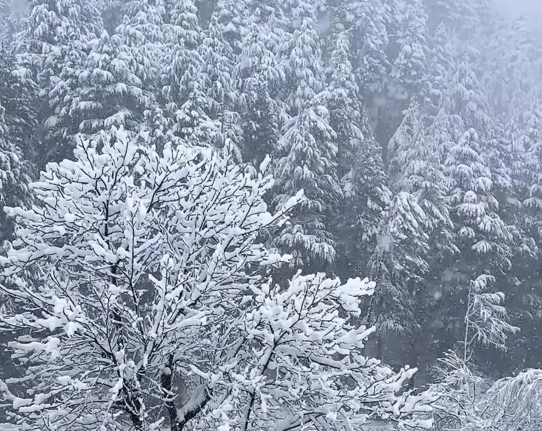 Snow-laden trees on a misty hillside in Kashmir after a fresh snowfall