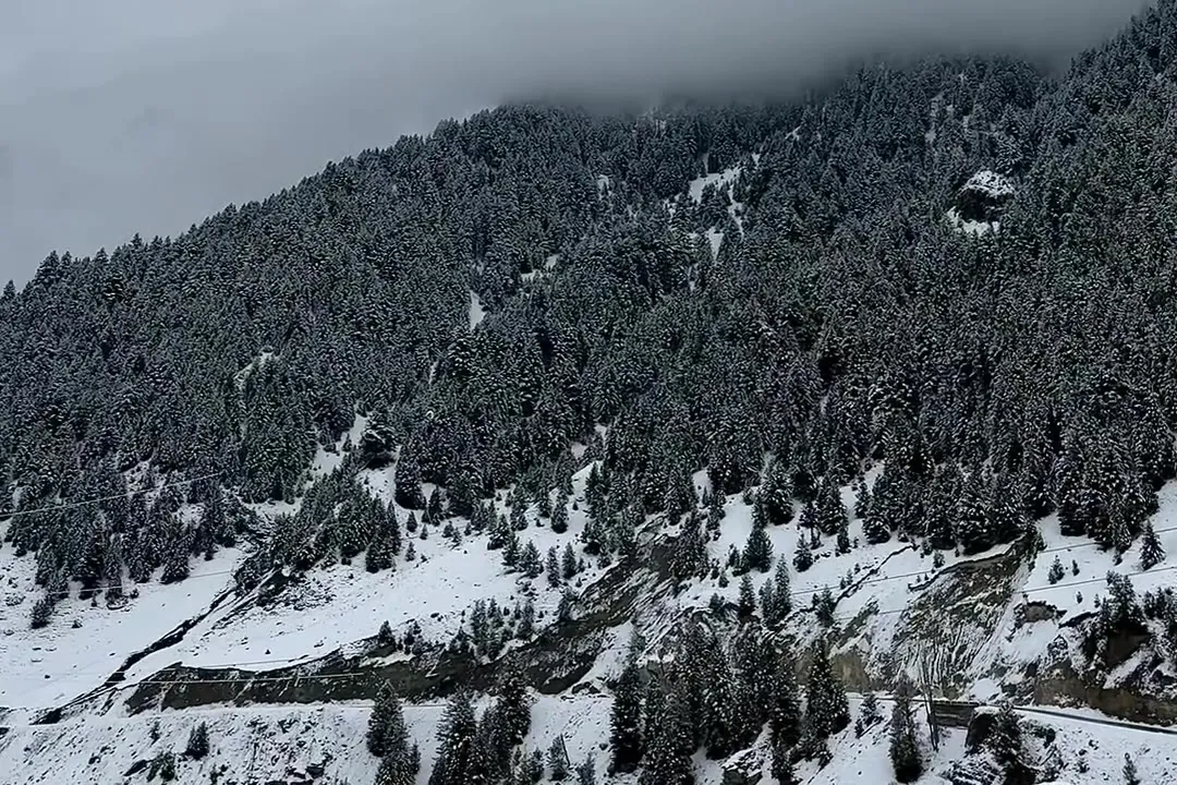 Pine forest and snowy slopes on a Kashmir mountainside under low winter cloud