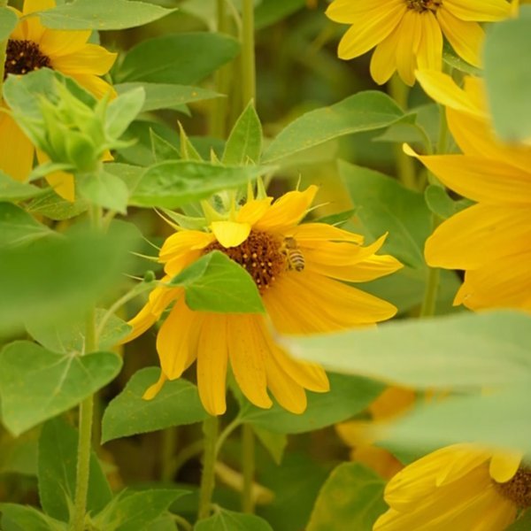A hidden sunflower field in Kashmir